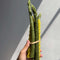 bundled set of two green asparagus taper candles