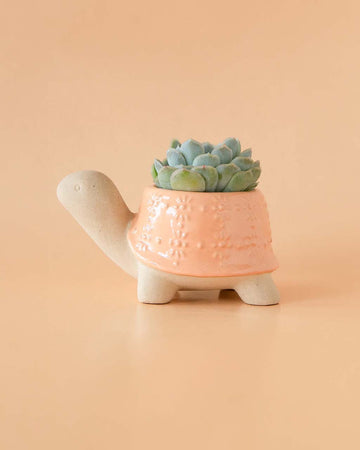 medium turtle planter with peachy shell with succulent planted on top