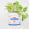 pure cane sugar ceramic sugar bag vase with green plant inside
