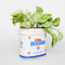 side view of pure cane sugar ceramic sugar bag vase with green plant inside