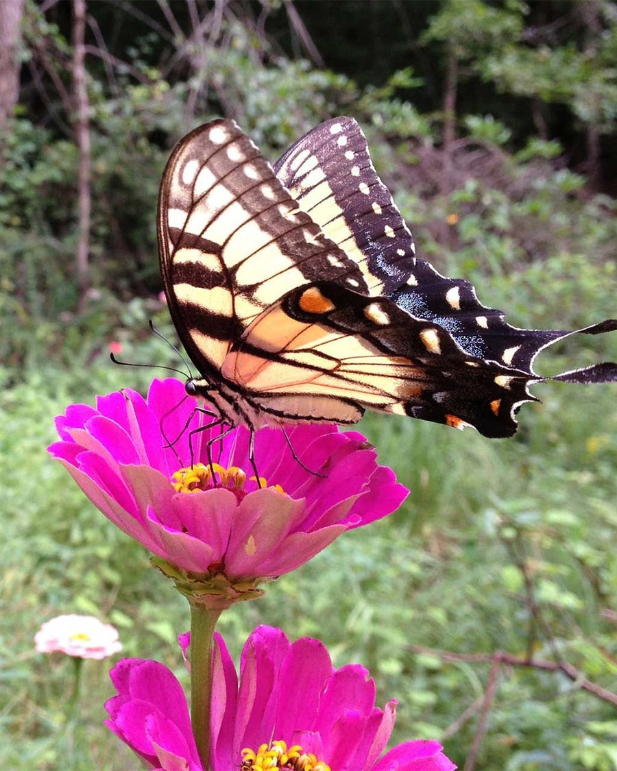 butterfly on beautiful pink flower