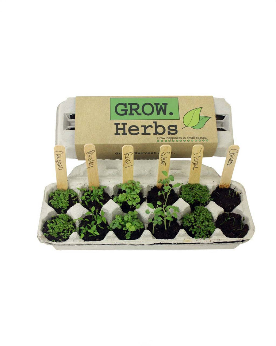grown herb grow kit with 6 packs of seeds, wooden stakes, pencil, egg carton and soil