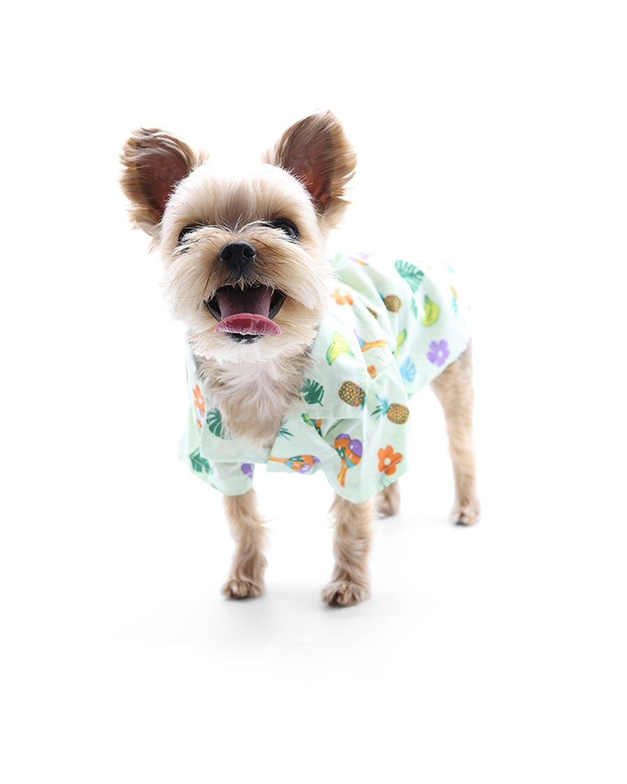 small dog wearing mint colored button down shirt with monstera leaf, bananas, pineapple, guitar and maracas print 