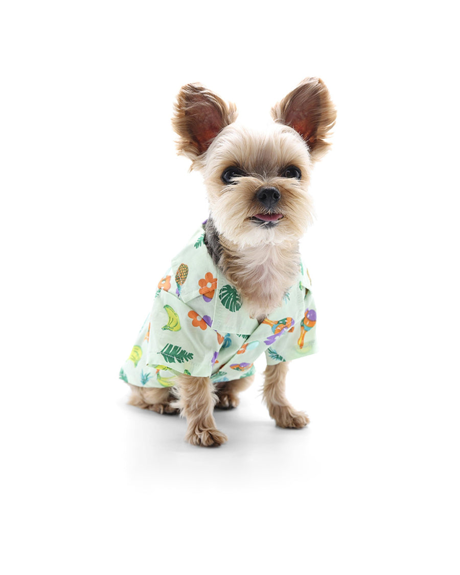 front view of small dog wearing mint colored button down shirt with monstera leaf, bananas, pineapple, guitar and maracas print 