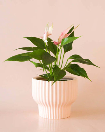 light pink 8 in. planter with ribbed detail