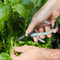 model using stainless steel garden shears with sage handle