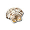 white and tan seashell pocket mirror