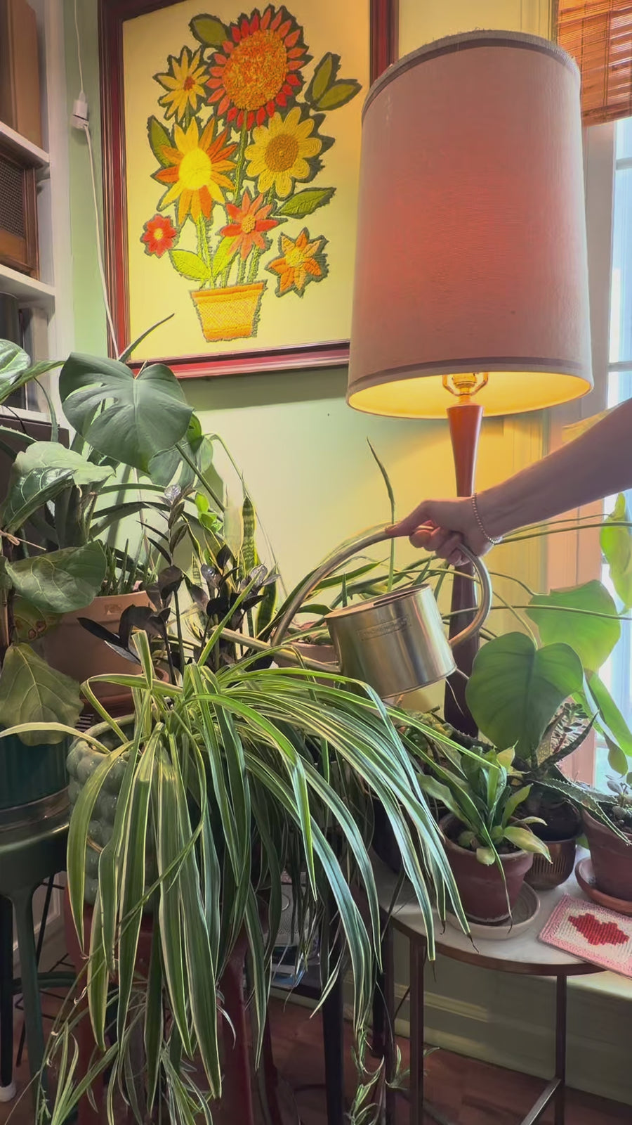 money tree low light Low Light Plant Bundle main image 1